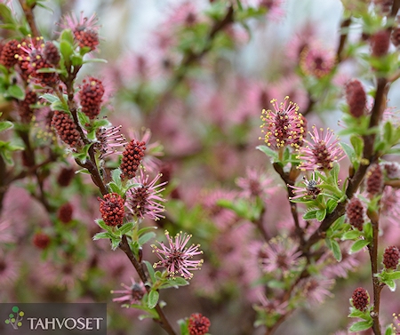 Salix arctica 'Yalta', tundrapaju
